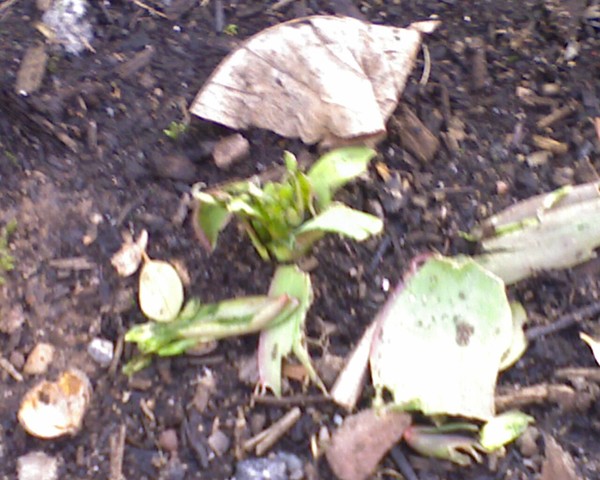 The squirels are getting to the tulips before they can bloom.