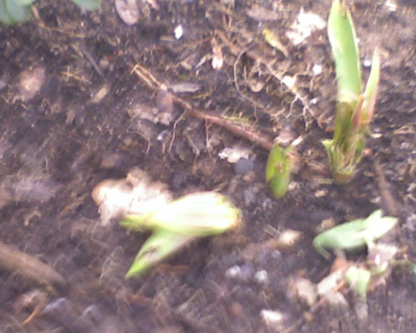 More of the carnage.