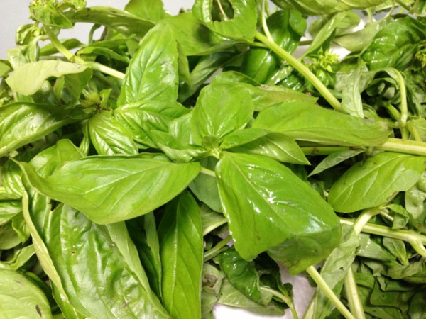 いただきもののバジルでソースを作るべく、葉っぱを茎からプチプチとちぎっていく。