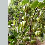Garcinia Cambogia Select: Exactly What You Should Acknowledge 