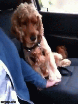 We CANNOT HANDLE this doggy hand-holding http://huff.to/GJjd3H