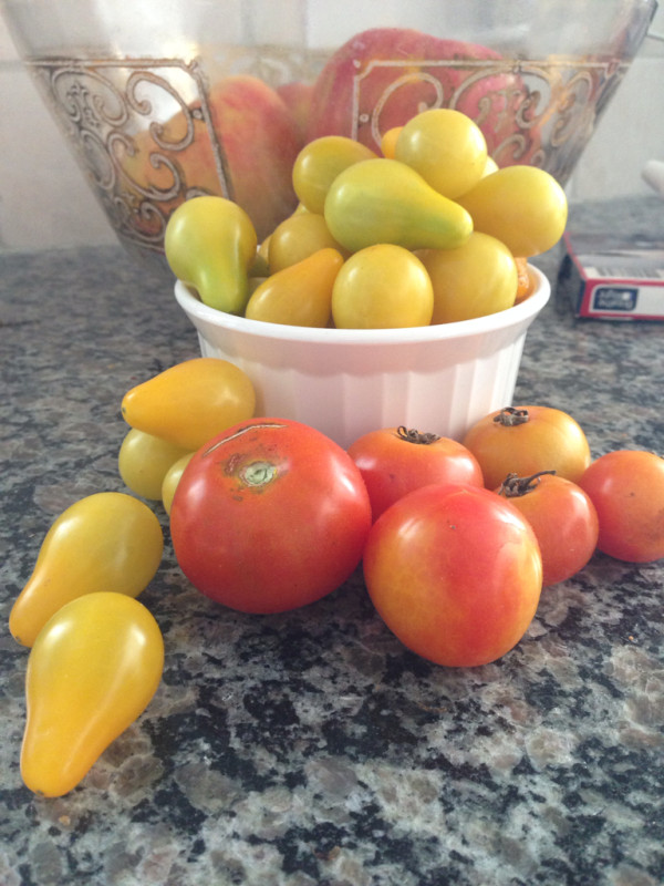 My cup quite literally runneth over w/ tomatoes. Time to make some refrigerator jam this week.