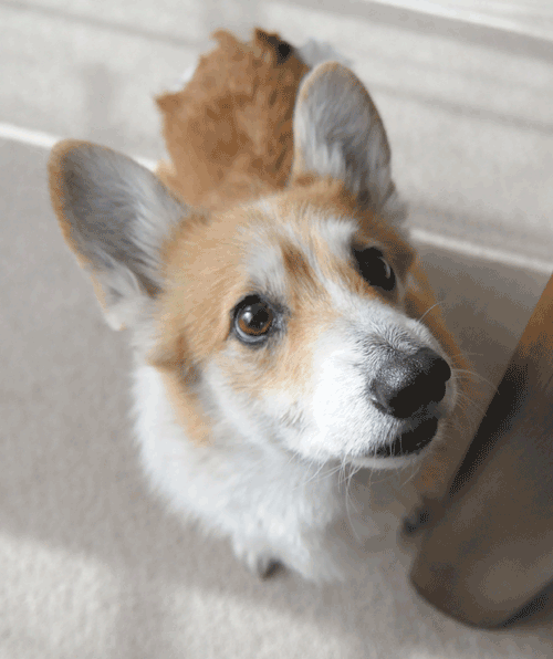 今日のココちん♪