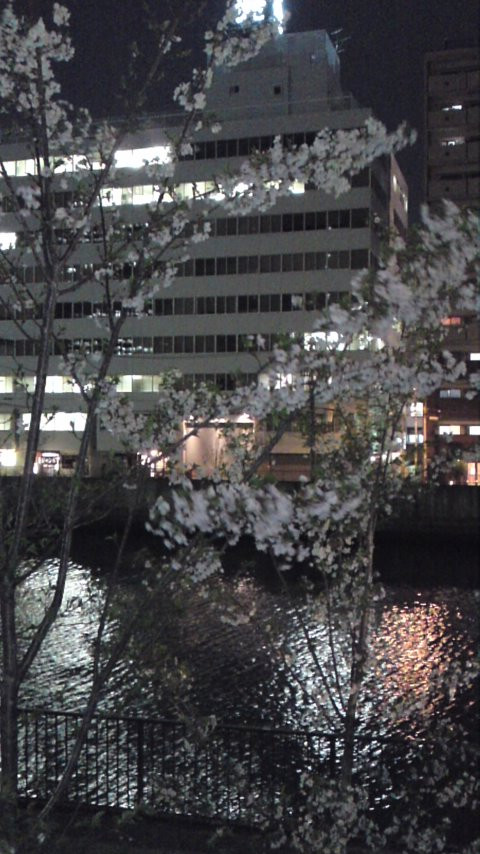 職場近くの桜は散り頃のようです。