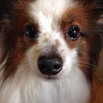 Get Helpful Tips About Dogs That Are Simple To Understand http://www.pearandberry.com/aspirin-for-dogs/