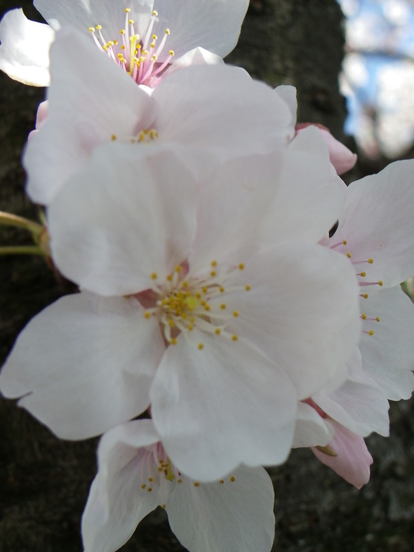 桜いろいろ撮ってみた。２
