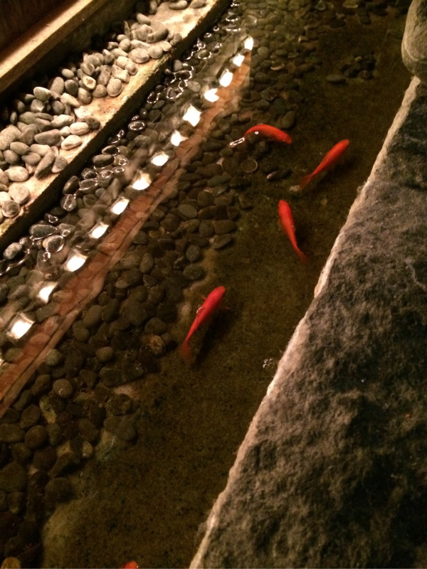 池に鯉か金魚 at ほっこり ルーセント