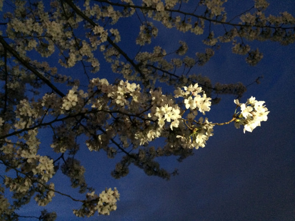 夜桜 at 名城公園