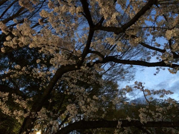 夜桜 at 名城公園