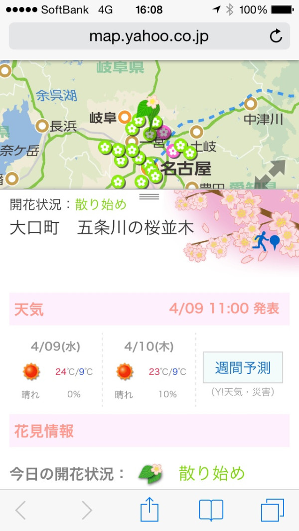 名古屋の桜は散り始め。