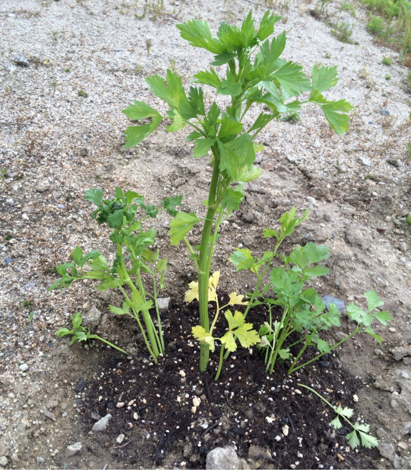 植え替えたスープセロリもわりと元気になってくれてよかった。