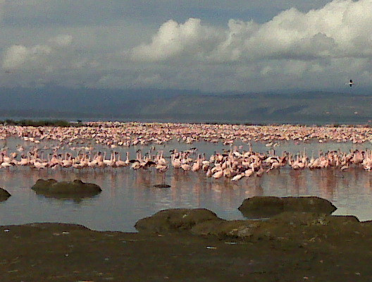 2.5 million Pink Flamingos, Lake Nakuru