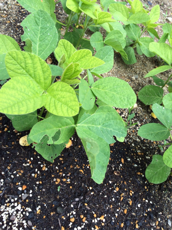 枝豆の葉が大きくなってきた。虫に食われてる。