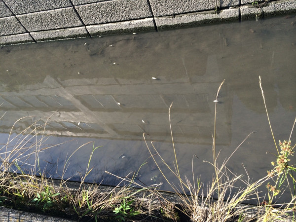 小さな川を光る小さな魚がたくさん流れてくる。みんな死んでるけど。浮かんで流されてる。別のメダカみたいな魚は元気に生きてる。