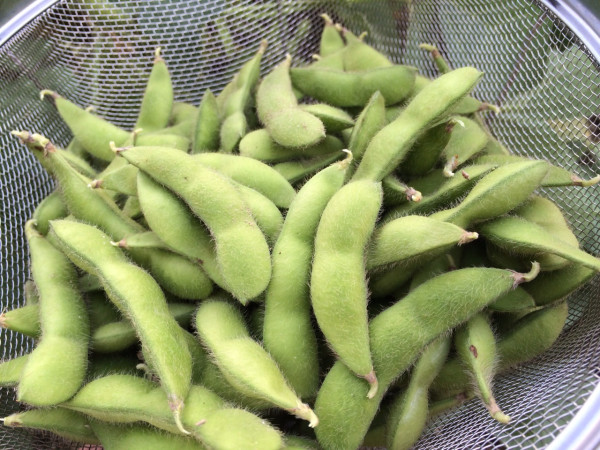 栽培してた枝豆を収穫。