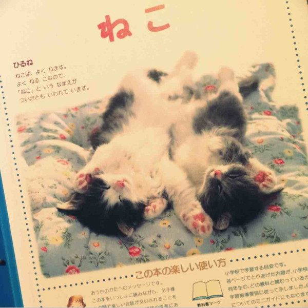 21世紀幼稚園百科 20 ねこ / 1996年発行