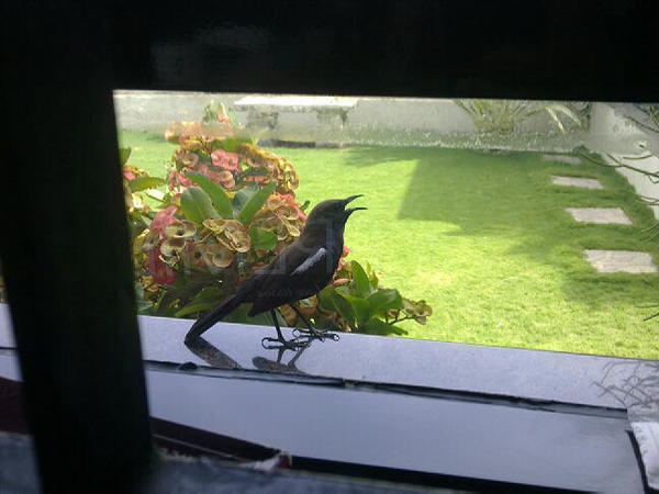 Indian robin singing on my window ledge.