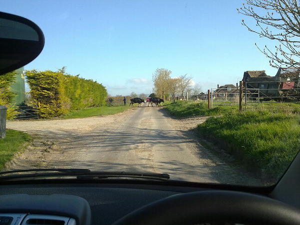 Morning traffic is full of MOOdy cows.