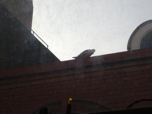 It went very dark in my flat. That's one bad ass seagull!