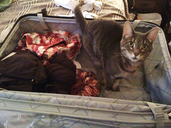 Packing for vacation makes it more real and immediate and exciting -- for us and for the cat. 