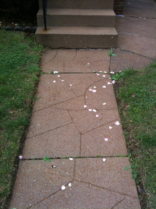 Not only did the windstorm blow all the flowers off the tree in my backyard, they ended up in the frontyard: 