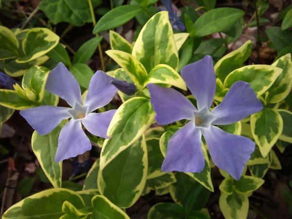 昨日、彫刻の森で見つけた花。自然から学ぶ美しさは至るところにありますね。 #flower 