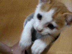 Le Gif le plus mignon de la journée (semaine ?).
