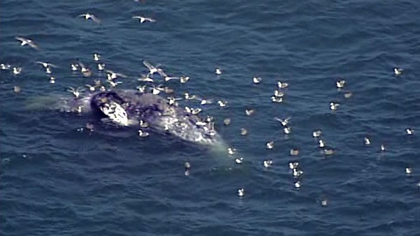 A dead whale was spotted in the SF Bay today near the Ferry Building. Another dead whale was found near the same location 3 weeks ago.